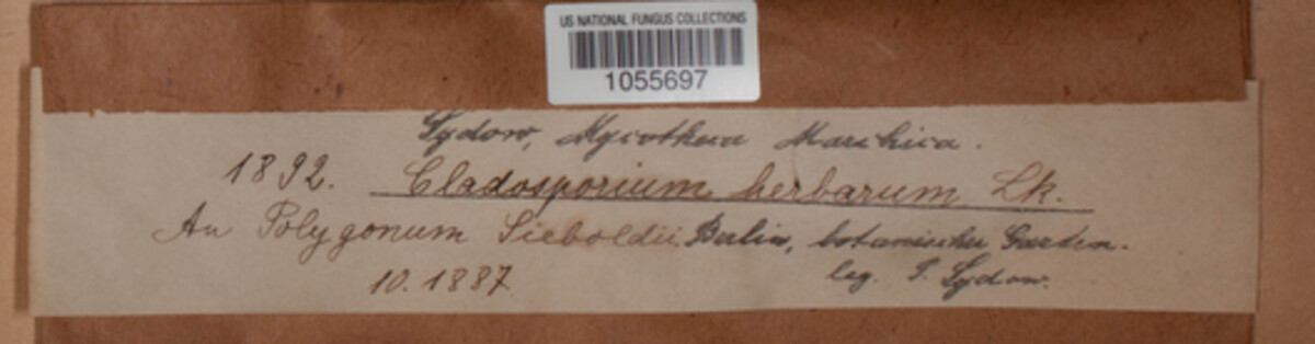 Cladosporium herbarum image